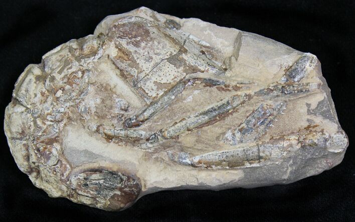 Fossil Lobster (Meyeria) - Cretaceous, Isle of Wight #22087